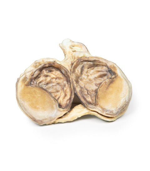 Patologie Reproductie Masculina