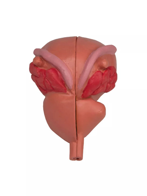 Model de prostată, 2 piese