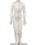 Figură pentru acupunctură chineză, femeie