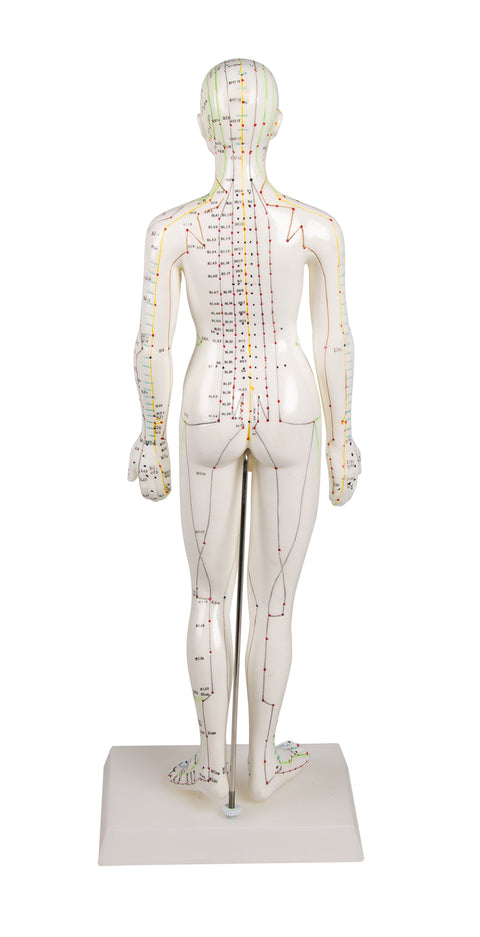 Figură pentru acupunctură chineză, femeie
