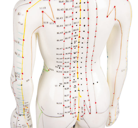 Figură pentru acupunctură chineză, femeie