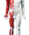 Figură pentru acupunctură chineză, bărbat, 80 cm