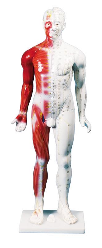 Figură pentru acupunctură chineză, bărbat, 80 cm