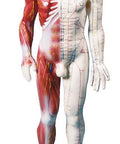 Figură pentru acupunctură chineză, bărbat, 60 cm