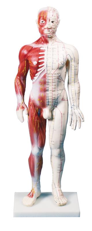 Figură pentru acupunctură chineză, bărbat, 60 cm