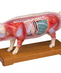 Porc de acupunctură