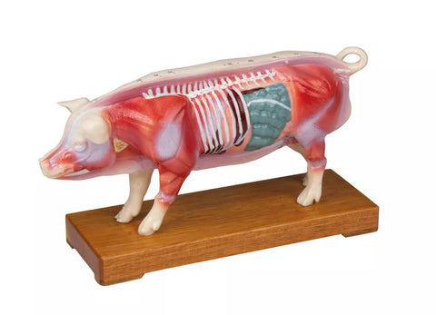 Porc de acupunctură