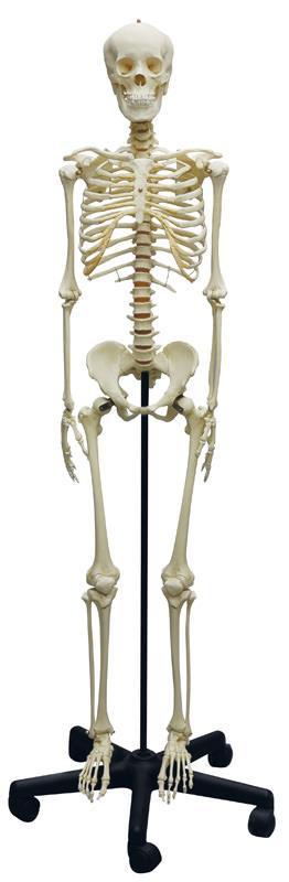 Adolescent Skeleton