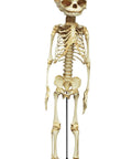 Schelet fetus, săptămâna 30