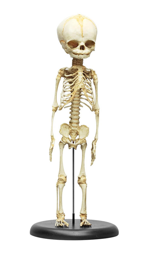 Schelet fetus, săptămâna 30