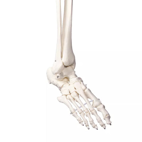 Schelet didactic "Oscar"