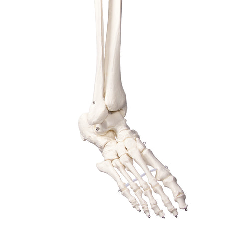 Schelet didactic "Oscar"