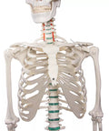Schelet didactic "Oscar"