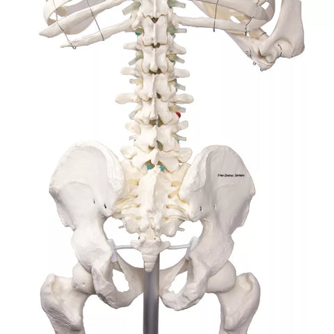 Schelet didactic "Oscar"