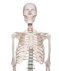 Schelet didactic "Oscar"