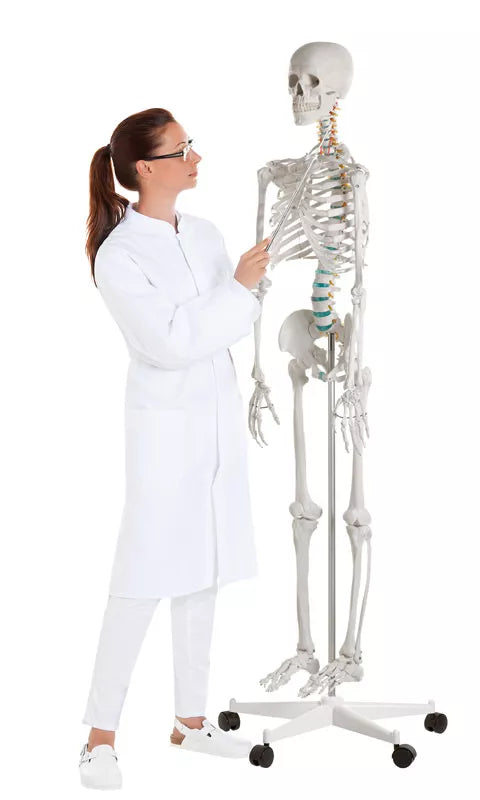 Schelet didactic "Oscar"