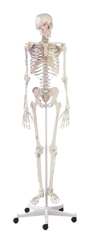 Schelet "Arnold" cu marcaje musculare