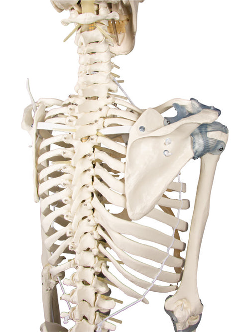 Schelet "Toni" cu coloană vertebrală mobilă și ligamente