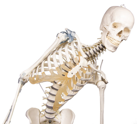 Schelet "Toni" cu coloană vertebrală mobilă și ligamente