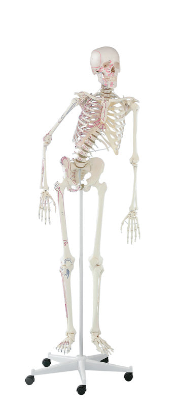 Schelet "Peter" cu coloană vertebrală mobilă și marcaje musculare