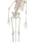 Schelet "Peter" cu coloană vertebrală mobilă și marcaje musculare