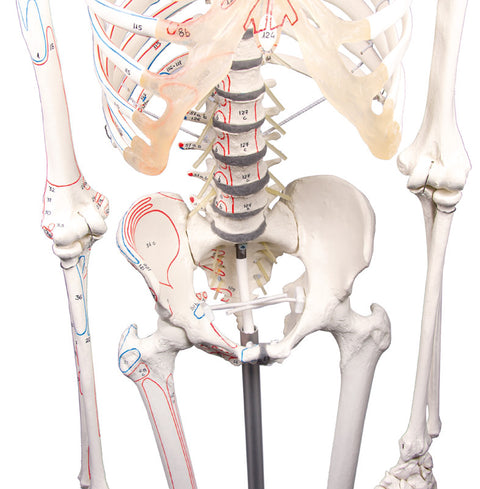 Schelet "Peter" cu coloană vertebrală mobilă și marcaje musculare