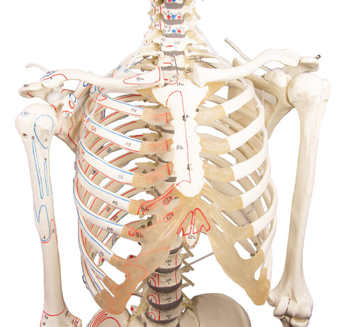 Schelet "Peter" cu coloană vertebrală mobilă și marcaje musculare