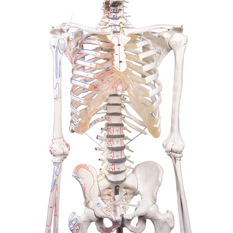 Schelet "Peter" cu coloană vertebrală mobilă și marcaje musculare