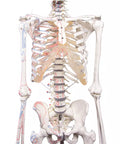 Schelet "Peter" cu coloană vertebrală mobilă și marcaje musculare