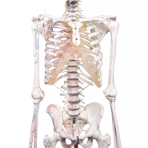 Schelet "Peter" cu coloană vertebrală mobilă și marcaje musculare