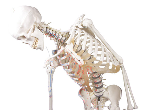 Schelet "Peter" cu coloană vertebrală mobilă și marcaje musculare