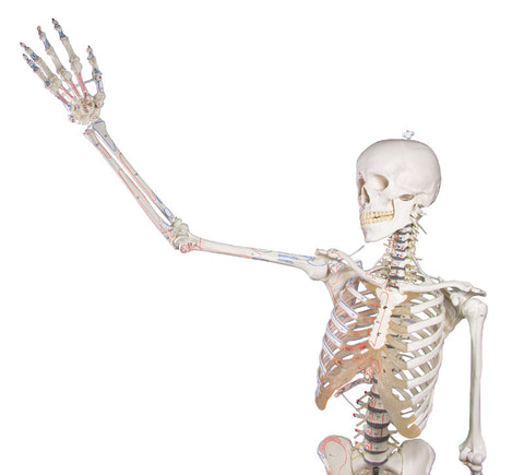 Schelet "Peter" cu coloană vertebrală mobilă și marcaje musculare