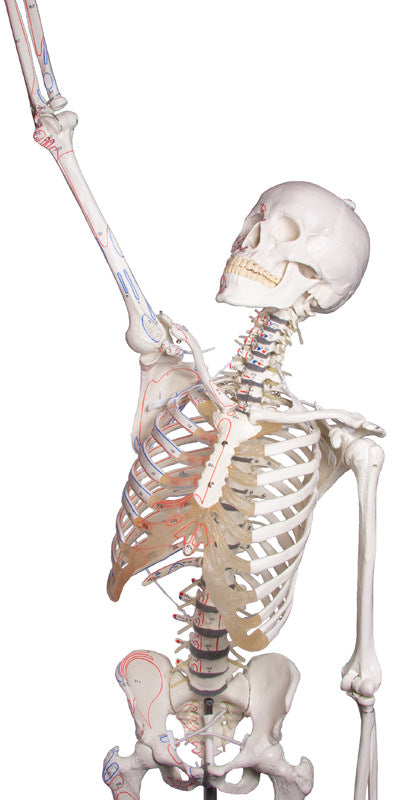 Schelet "Peter" cu coloană vertebrală mobilă și marcaje musculare