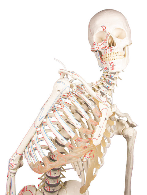 Schelet "Peter" cu coloană vertebrală mobilă și marcaje musculare