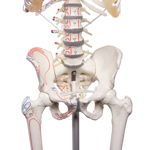 Schelet "Peter" cu coloană vertebrală mobilă și marcaje musculare