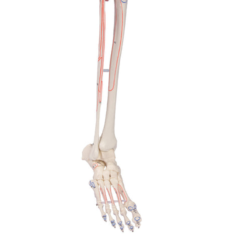 Schelet "Peter" cu coloană vertebrală mobilă și marcaje musculare