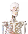 Schelet "Peter" cu coloană vertebrală mobilă și marcaje musculare