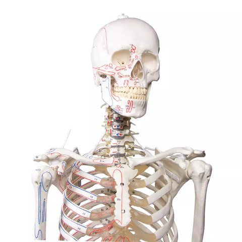 Schelet "Peter" cu coloană vertebrală mobilă și marcaje musculare