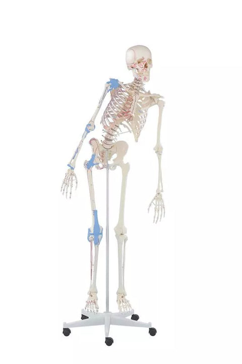 Schelet "Max" cu coloană vertebrală mobilă, marcaje musculare și ligamente