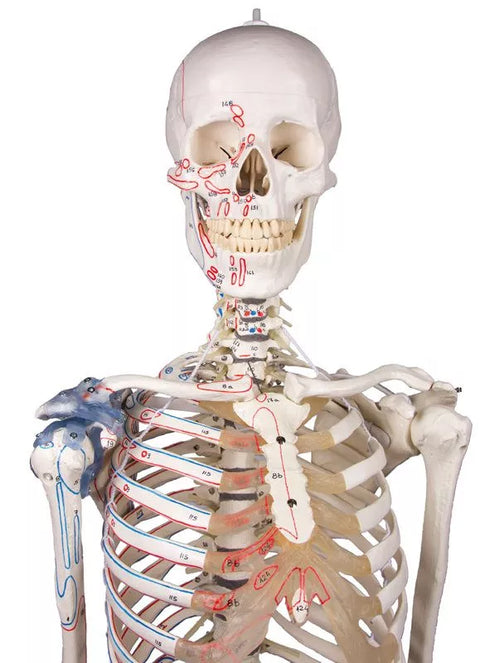 Schelet "Max" cu coloană vertebrală mobilă, marcaje musculare și ligamente