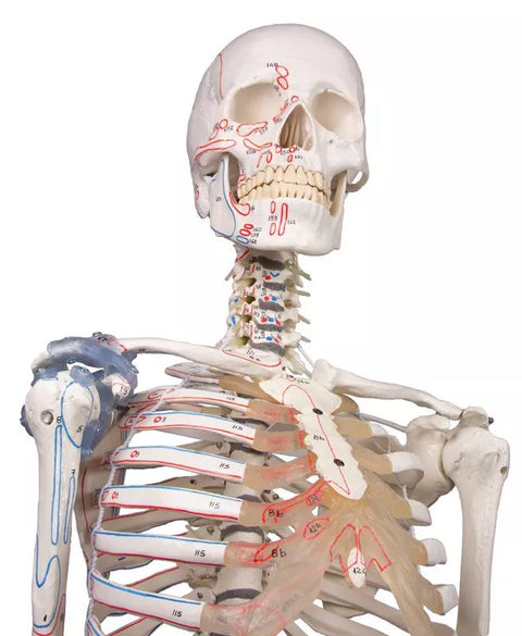 Schelet "Max" cu coloană vertebrală mobilă, marcaje musculare și ligamente