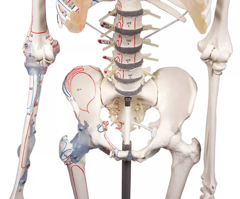 Schelet "Max" cu coloană vertebrală mobilă, marcaje musculare și ligamente