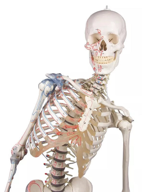 Schelet "Max" cu coloană vertebrală mobilă, marcaje musculare și ligamente