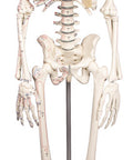 Schelet miniatură "Daniel" cu marcaje musculare