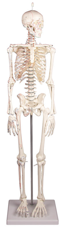 Schelet miniatură "Daniel" cu marcaje musculare