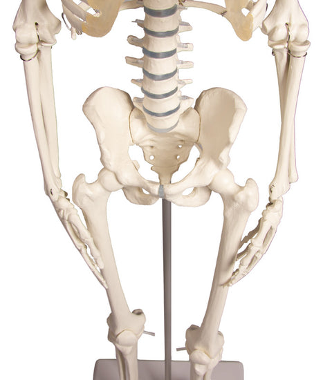 Schelet miniatură "Paul" cu coloană vertebrală mobilă