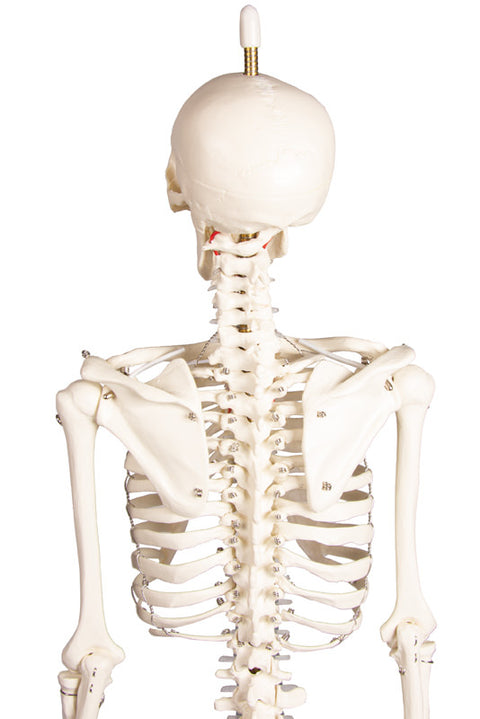 Schelet miniatură "Paul" cu coloană vertebrală mobilă