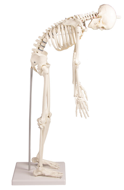 Schelet miniatură "Paul" cu coloană vertebrală mobilă