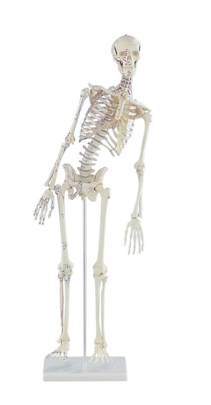 Schelet miniatură "Fred" cu coloană vertebrală mobilă și marcaje musculare