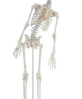 Schelet miniatură "Fred" cu coloană vertebrală mobilă și marcaje musculare
